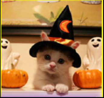 Halloweencat.png