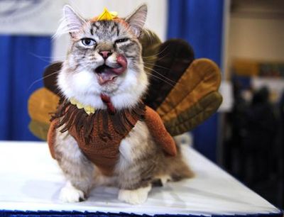 10-thanksgiving-cat.jpg