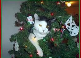 cat in  tree.jpeg