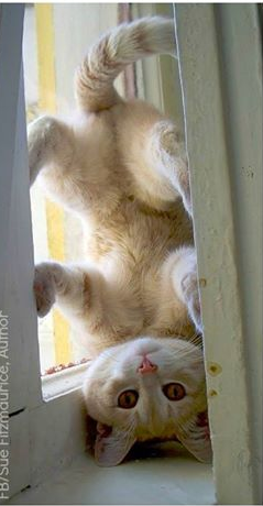 Upside Down Cat.png