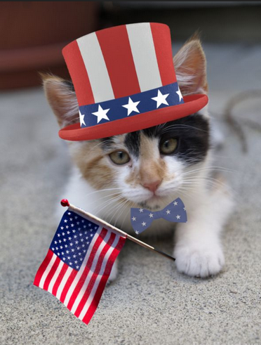 4th July Cat.png