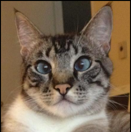 Cross eyed cat.png