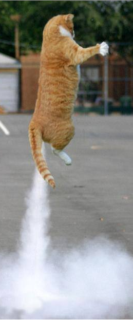 Rocket Cat.png