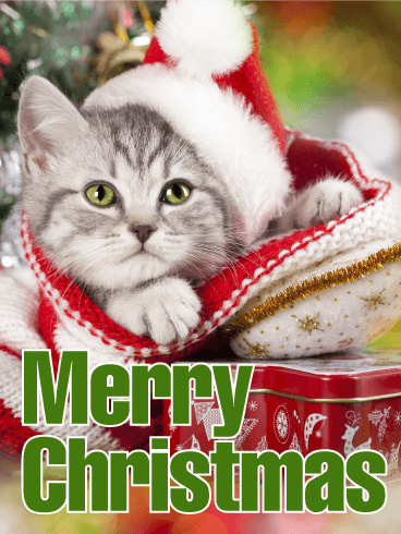 christmas-cat.png