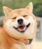 dog-smiling.jpg