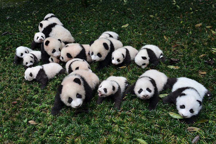 pandas.jpg