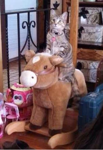 Rocking Horse Cat.png