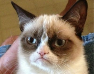 GrumpyCat.png