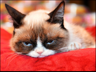 GrumpyCat.1.png